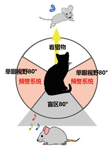 Vol.13肉食系？草食系？～動物眼睛之奇跡～